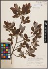 Foto von Salix cinerea L.